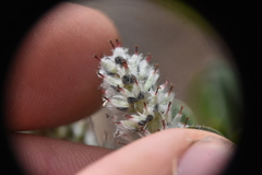 Salix arctica