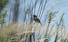 Ammodramus humeralis