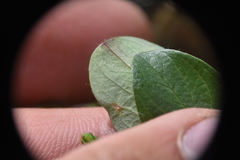 Salix arctica