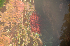 Mesocentrotus franciscanus