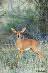 Raphicerus campestris campestris