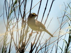 Ammodramus humeralis