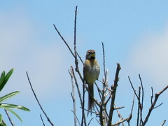 Schoeniophylax phryganophilus