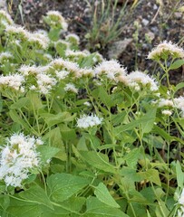 Ageratina herbacea