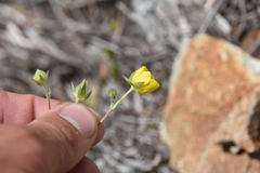 Potentilla glaucophylla