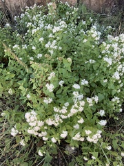 Ageratina herbacea