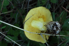 Geastrum pectinatum