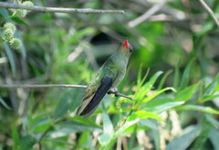 Hylocharis chrysura