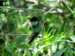 Hylocharis chrysura