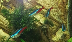 Paracheirodon innesi