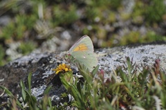 Colias meadii