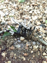 Podaxis pistillaris