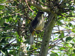 Saltator coerulescens