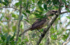 Saltator coerulescens