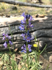 Penstemon rydbergii