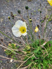 Papaver radicatum