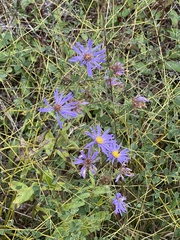 Eurybia spectabilis