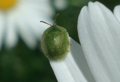 Cassida hemisphaerica