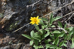 Arnica angustifolia