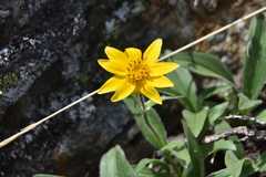 Arnica angustifolia
