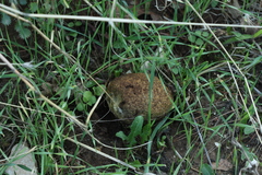 Geastrum pectinatum