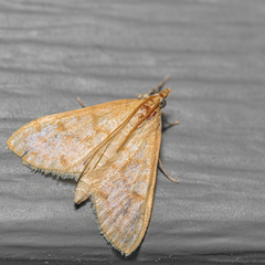 Paracorsia repandalis