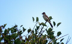 Elaenia