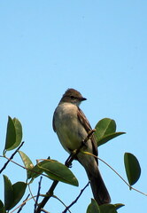 Elaenia