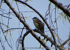 Mecocerculus leucophrys