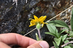 Arnica angustifolia