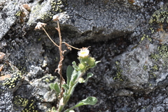 Erigeron acris