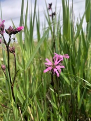 Silene flos-cuculi