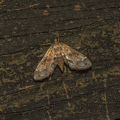 Parapoynx obscuralis