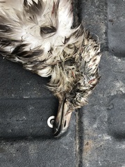 Larus delawarensis