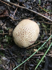 Scleroderma areolatum