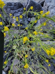 Rhamphospermum nigrum