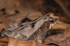 Rhinella alata