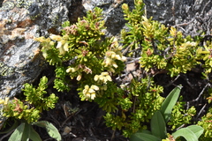 Phyllodoce glanduliflora