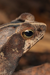 Rhinella alata