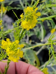 Rhamphospermum nigrum