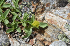 Solidago multiradiata