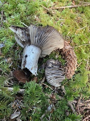 Russula dissimulans