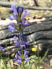 Penstemon rydbergii