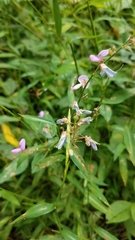 Desmodium paniculatum
