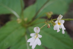 Scrophulariaceae
