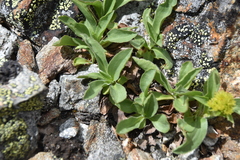 Solidago multiradiata