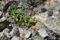 Solidago multiradiata