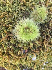 Chrysolepis chrysophylla