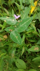 Desmodium paniculatum