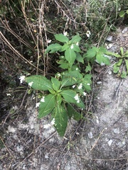 Scrophulariaceae